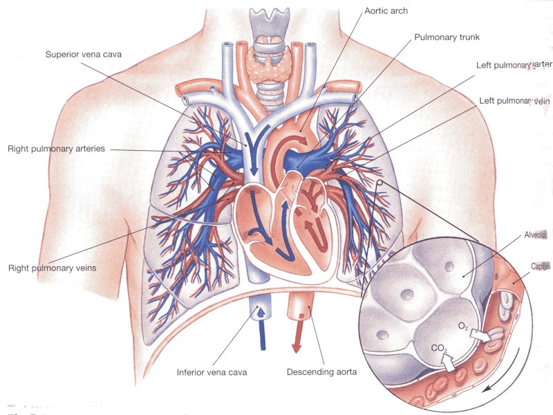 Pulmonary transcription